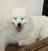 Sire