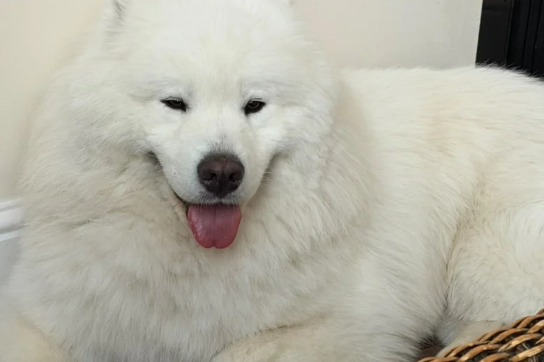 Samoyed