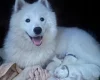 Samoyed