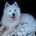 Samoyed