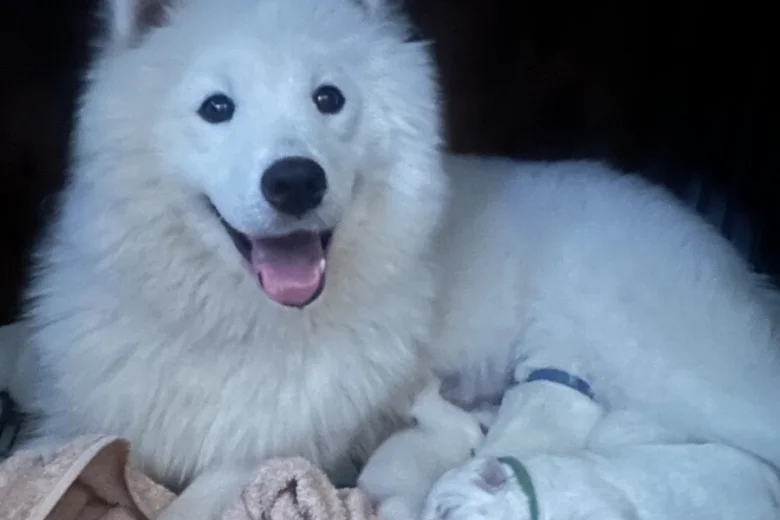 Samoyed