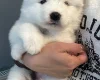 Samoyed