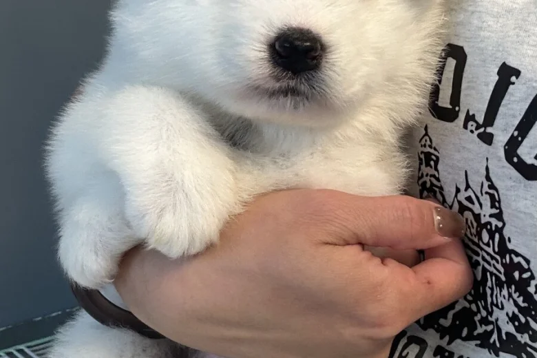 Samoyed