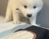 Samoyed