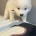 Samoyed