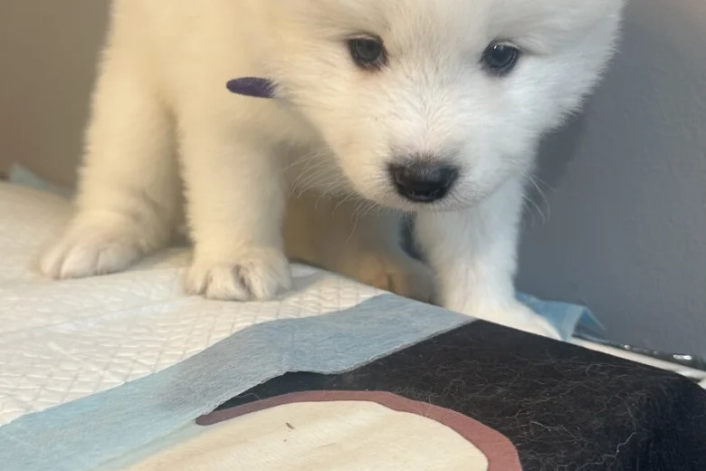 Samoyed