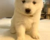 Samoyed