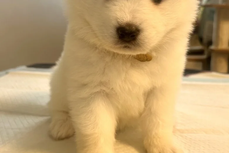 Samoyed