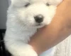 Samoyed