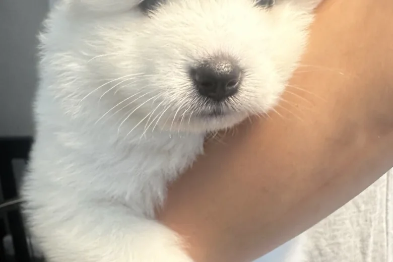 Samoyed
