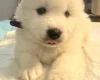 Samoyed