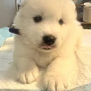 Samoyed