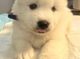 Samoyed