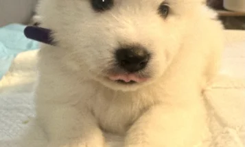 Samoyed