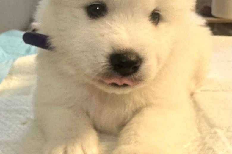 Samoyed