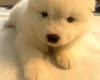 Samoyed