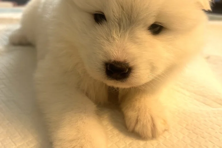 Samoyed