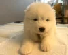 Samoyed