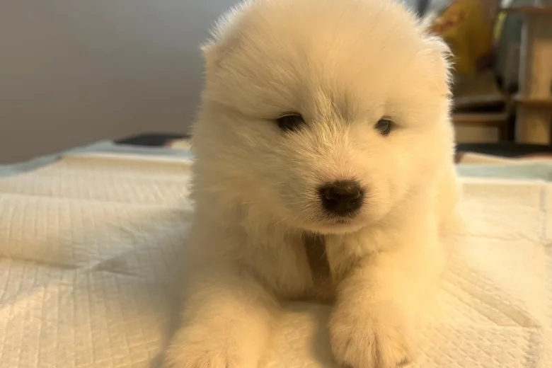 Samoyed