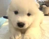 Samoyed