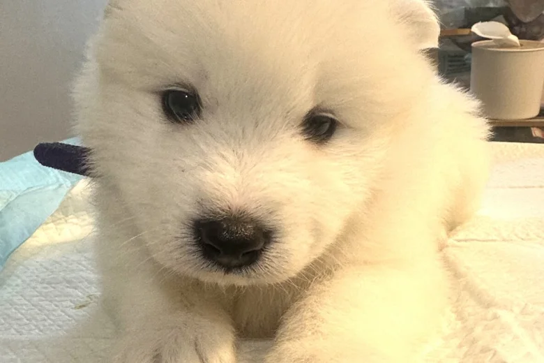 Samoyed
