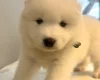 Samoyed