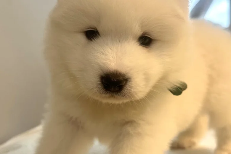 Samoyed