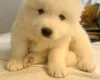 Samoyed