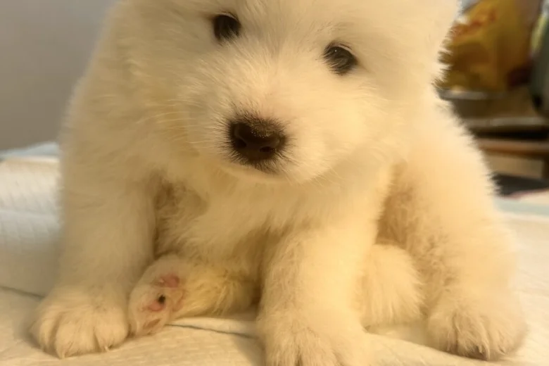 Samoyed