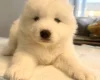Samoyed