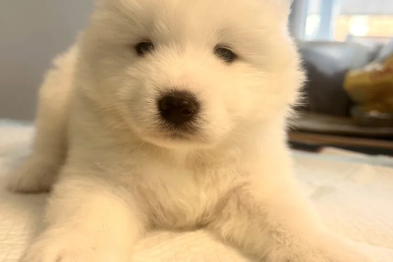 Samoyed