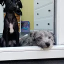 Bedlington Terrier