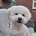 Bichon Frise