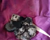 Biewer Terrier