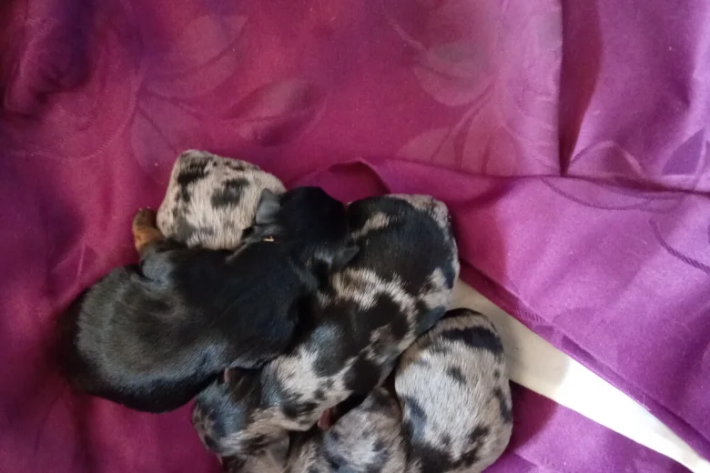 Biewer Terrier
