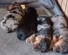 Biewer Terrier