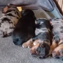 Biewer Terrier