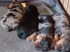 Biewer Terrier