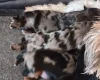Biewer Terrier