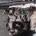 Biewer Terrier
