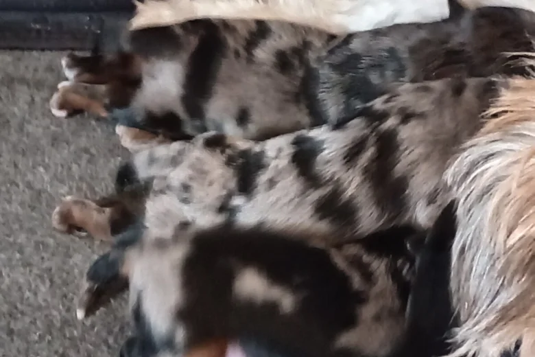 Biewer Terrier