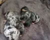 Biewer Terrier