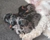 Biewer Terrier