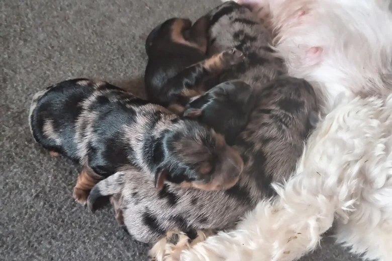 Biewer Terrier