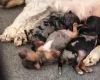 Biewer Terrier