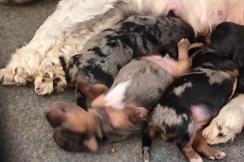 Biewer Terrier