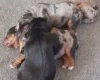 Biewer Terrier