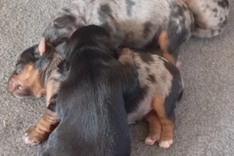 Biewer Terrier