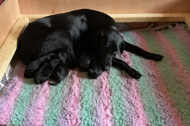 Labrador Retriever