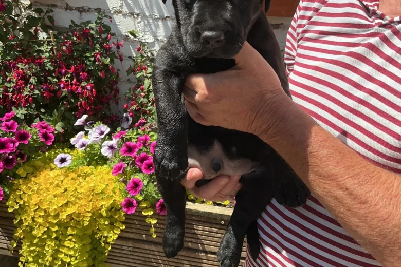 Labrador Retriever